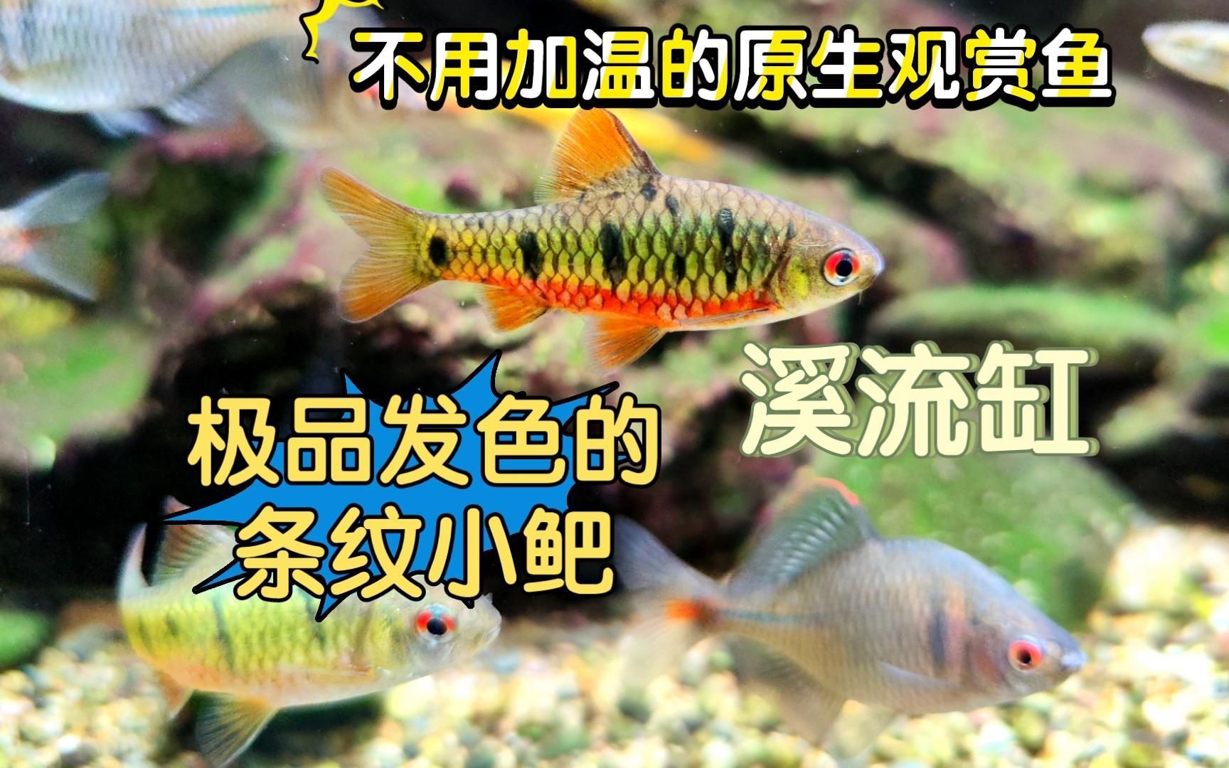 有哪些魚類適合南方魚缸，南方家庭魚缸養殖技巧