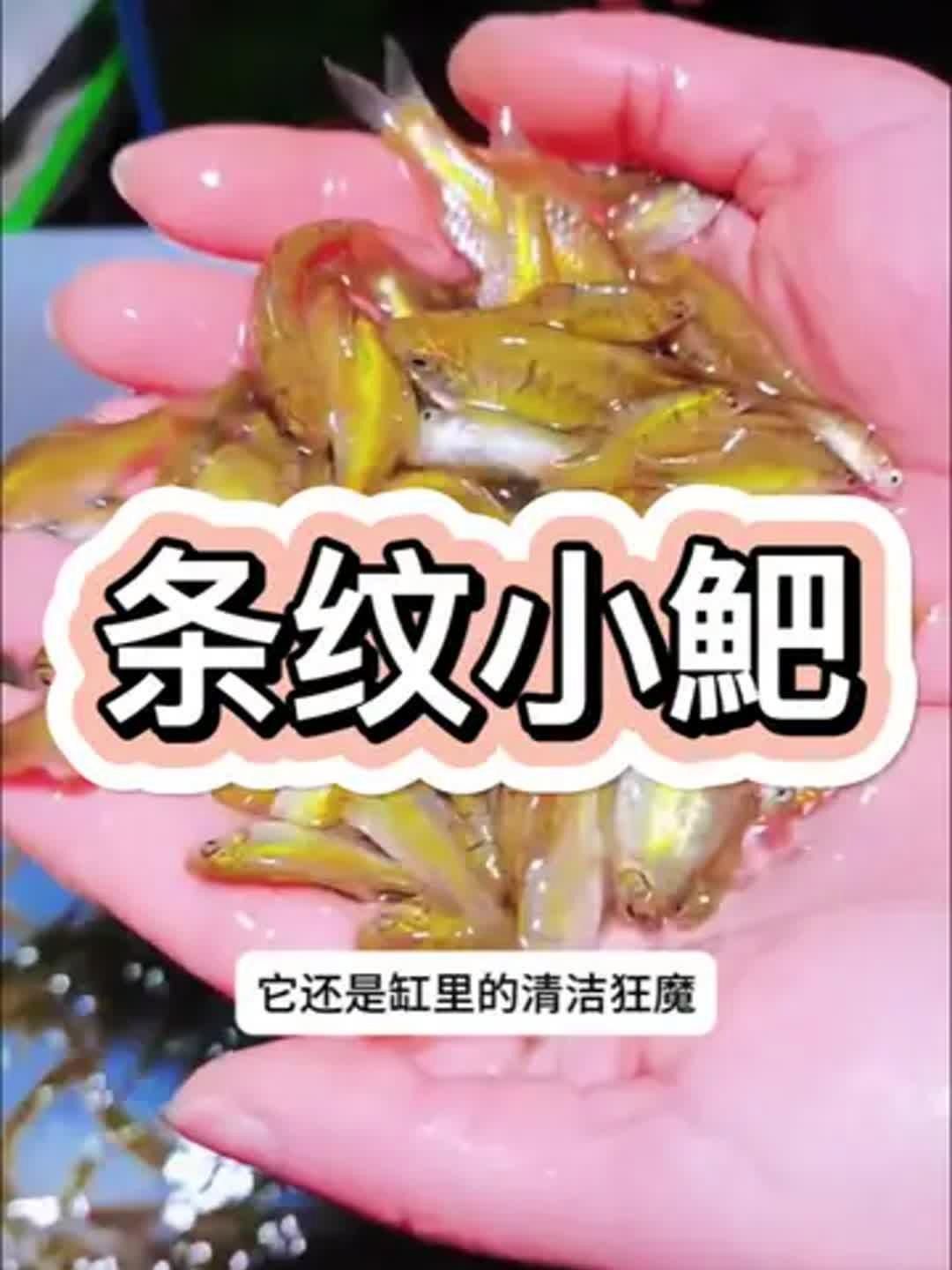 有哪些魚類適合南方魚缸，南方家庭魚缸養殖技巧