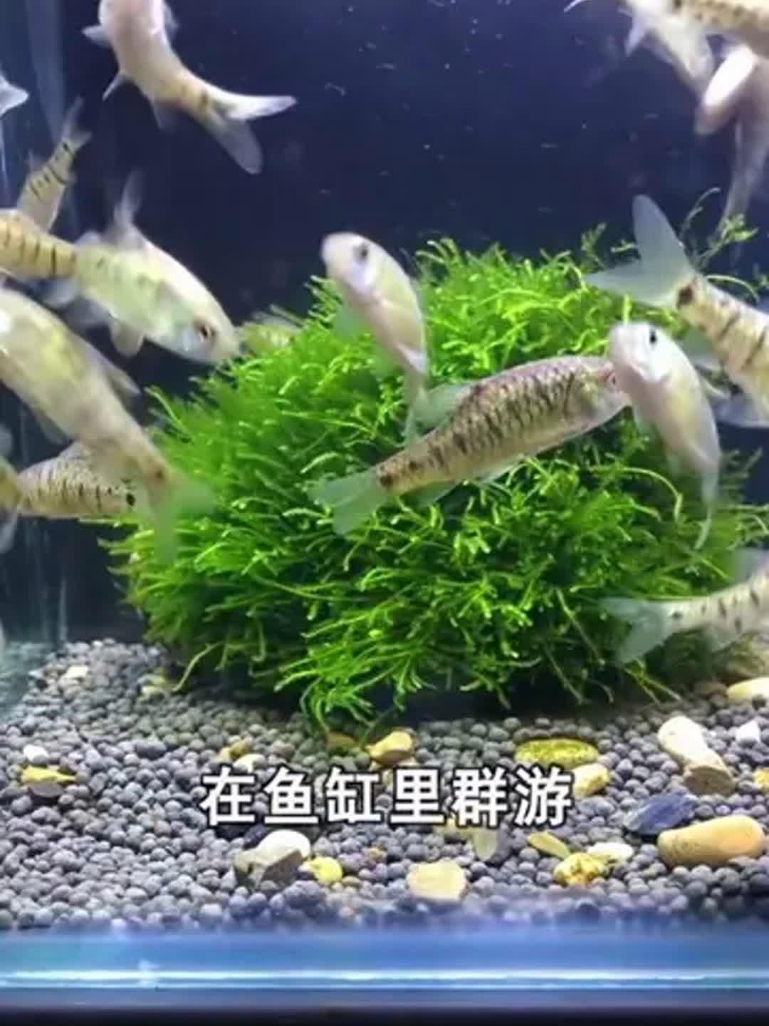 有哪些魚類適合南方魚缸，南方家庭魚缸養殖技巧