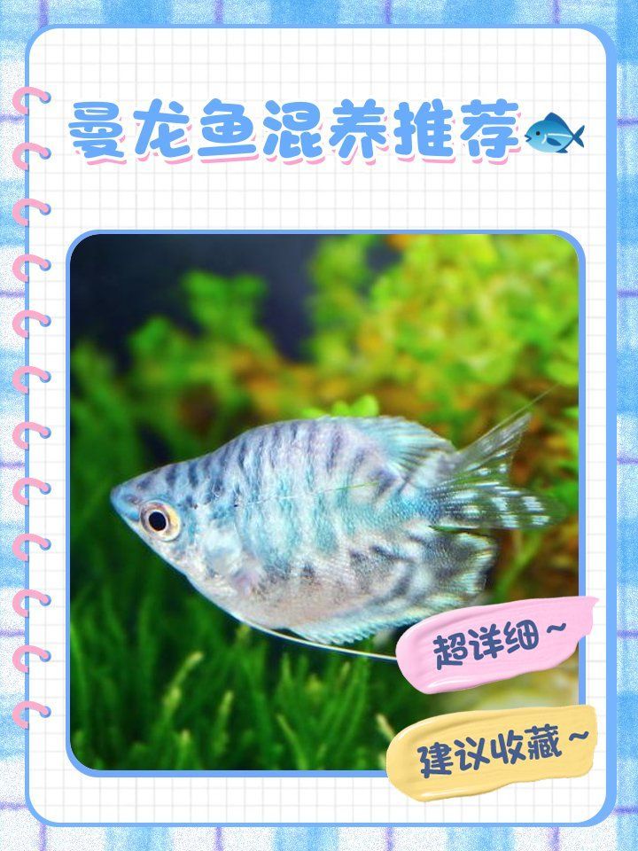 曼龍魚混養有哪些成功案例，曼龍魚混養有哪些成功案例,