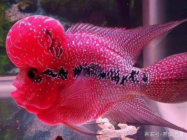 土霉素對錦鯉有哪些副作用，關(guān)于土霉素對錦鯉的副作用