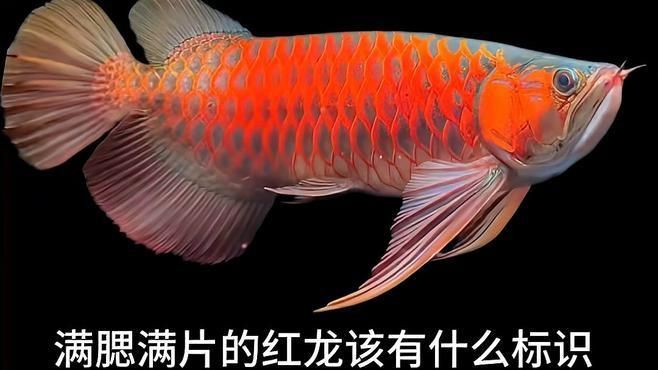如何挑選紅龍魚小魚苗，紅龍魚小魚苗的挑選
