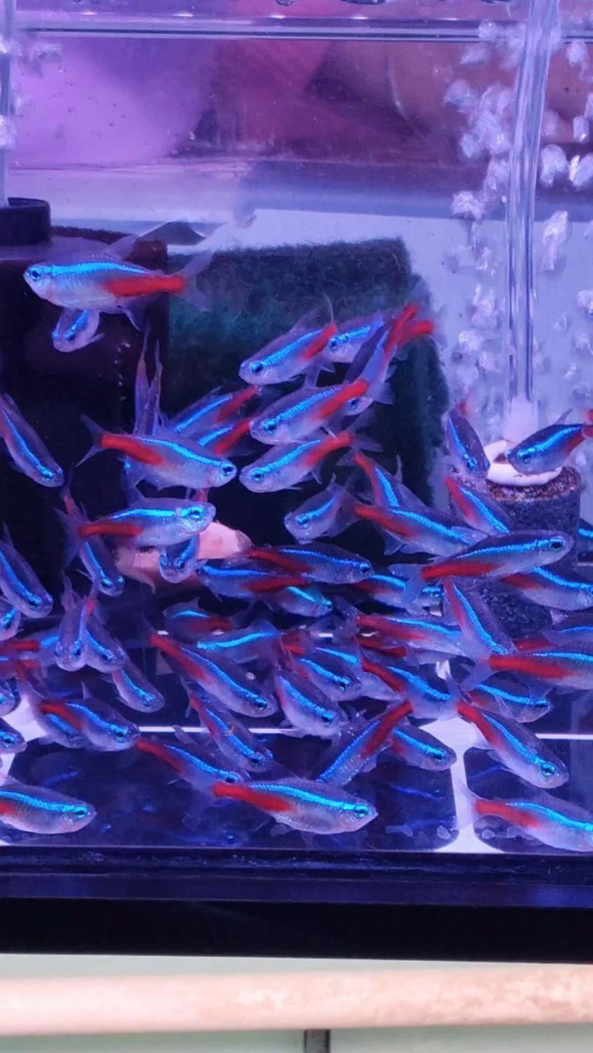 哪些魚適合與迷你鸚鵡魚混養，如何判斷迷你鸚鵡魚是否適應混養，有哪些魚類不適合與迷你鸚鵡魚混養