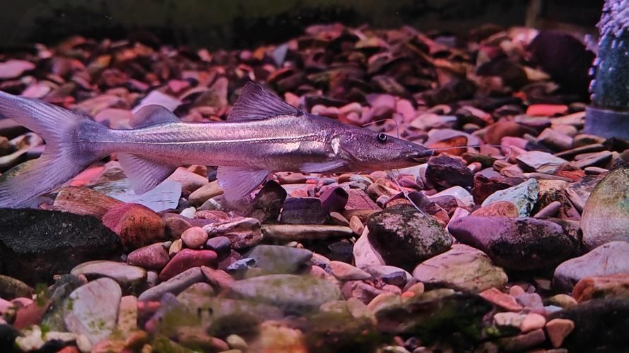 月光鴨嘴魚，月光鴨嘴魚moonlightduckbillcattylophorum