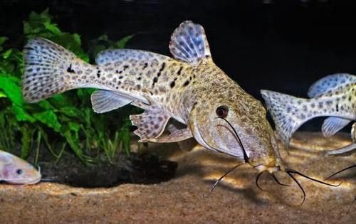 月光鴨嘴魚，月光鴨嘴魚moonlightduckbillcattylophorum