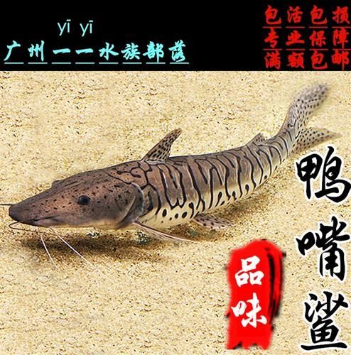 月光鴨嘴魚，月光鴨嘴魚moonlightduckbillcattylophorum