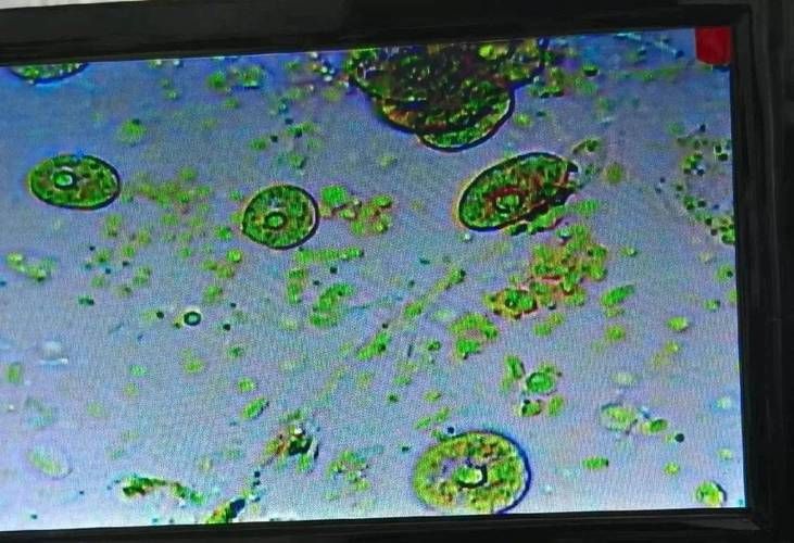 金魚寄生蟲有哪些種類，金魚寄生蟲的種類