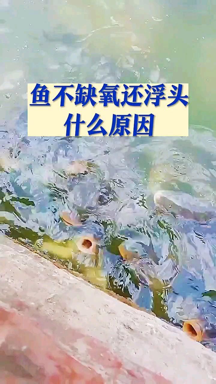魚塘浮頭的原因是什么，魚塘浮頭是水產養殖不中常見的現象