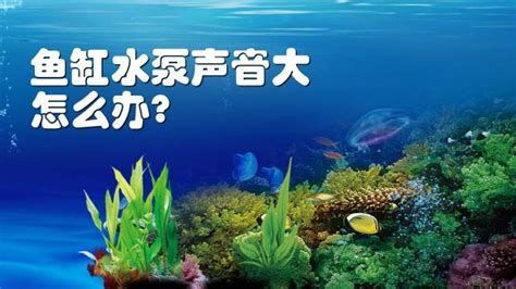 龍魚(yú)黑鱗最怕三個(gè)東西圖片，黑鱗龍魚(yú)最怕的三個(gè)東西