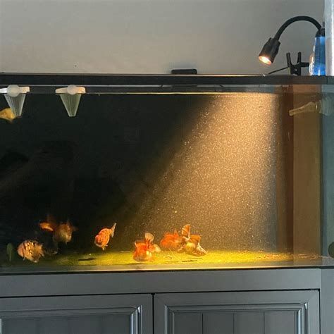 龍魚(yú)黑鱗最怕三個(gè)東西圖片，黑鱗龍魚(yú)最怕的三個(gè)東西