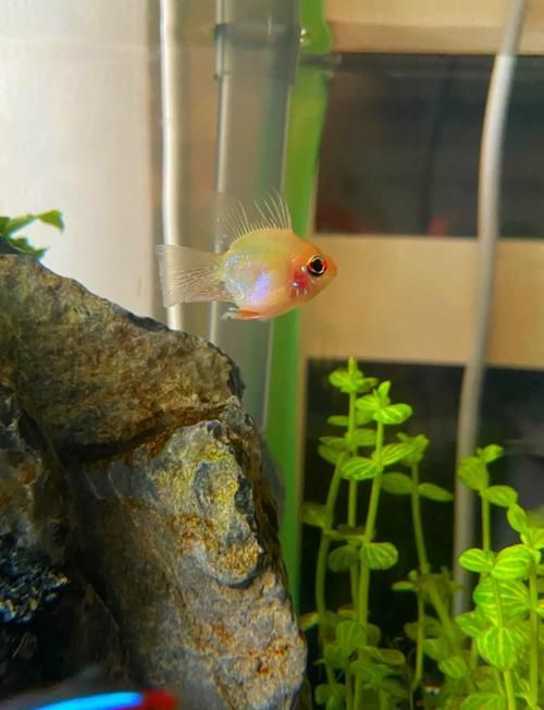 小型魚有哪些常見疾病，小型觀賞魚常見疾病實(shí)拍