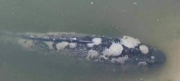 小型魚有哪些常見疾病，小型觀賞魚常見疾病實(shí)拍