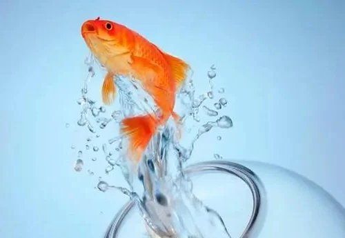 如何判斷魚(yú)兒蒙眼病是否好轉(zhuǎn)，判斷魚(yú)兒蒙眼病是否好轉(zhuǎn)，何時(shí)可停藥