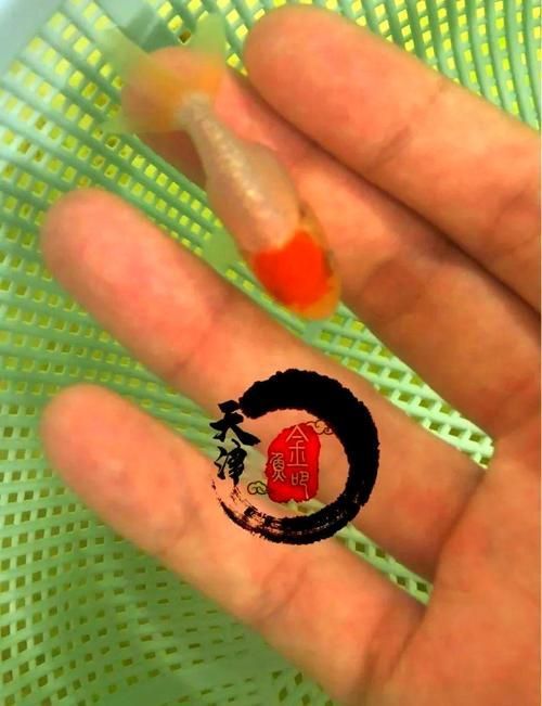 魚鰭充血圖片，魚鰭充血會自愈嗎
