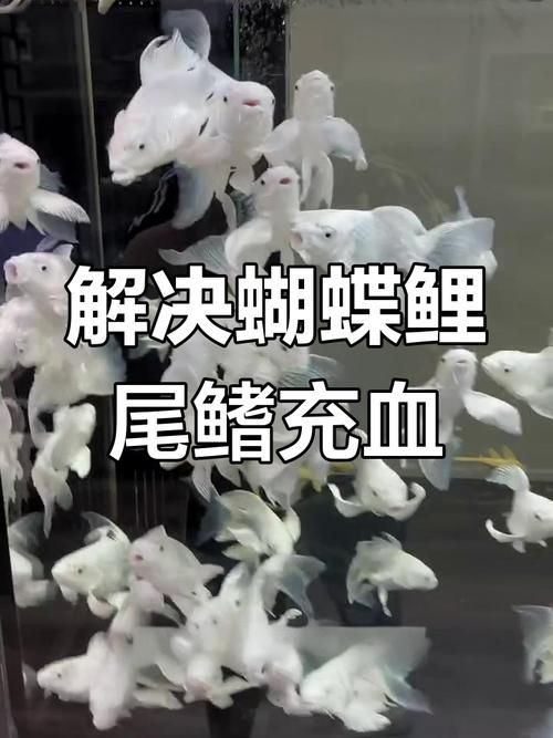 魚鰭充血圖片，魚鰭充血會自愈嗎