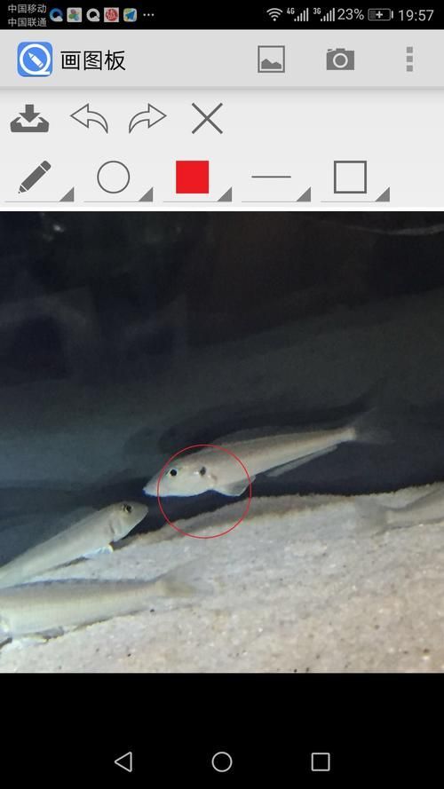 魚鰭充血圖片，魚鰭充血會自愈嗎