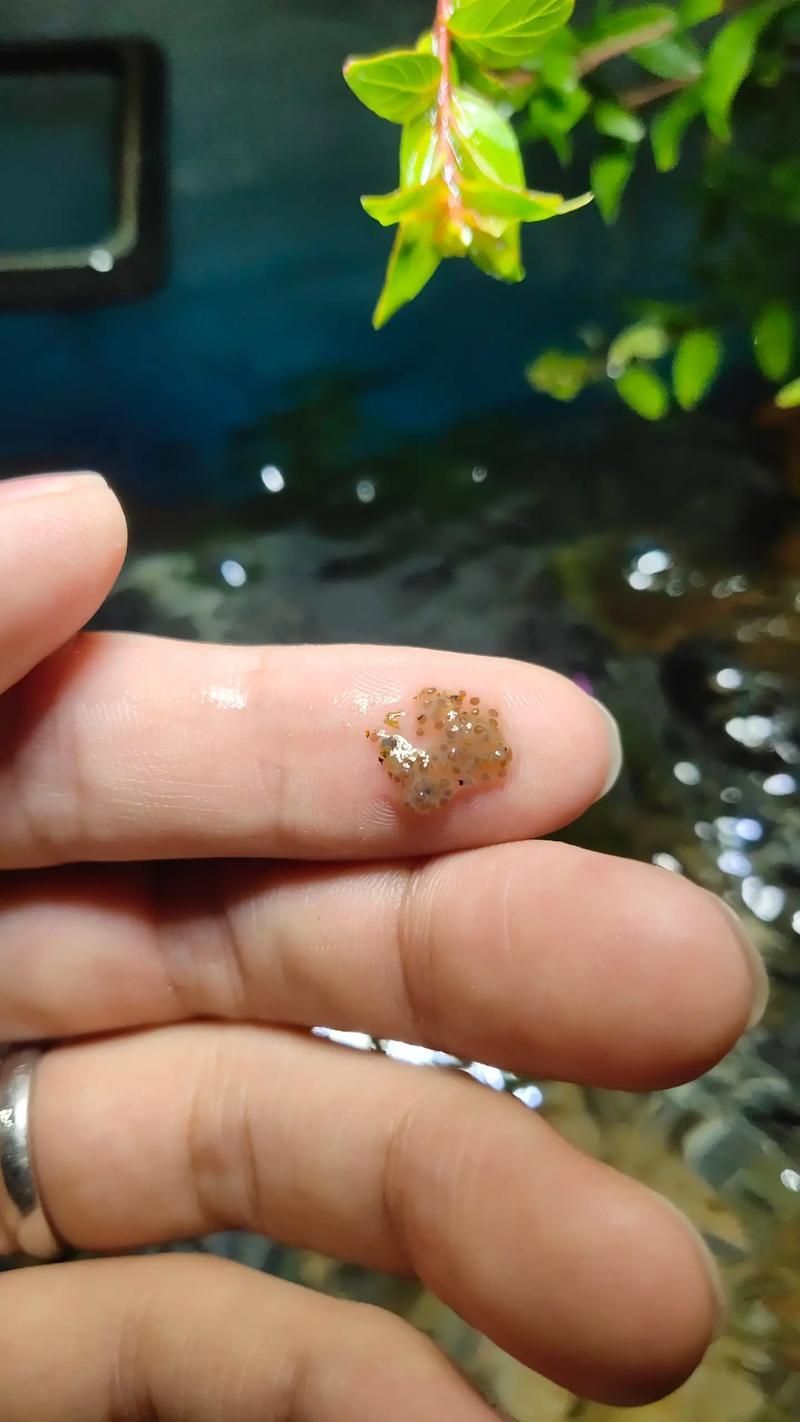 小火龍魚繁殖時需要準備什么？，小火龍魚的繁殖技術