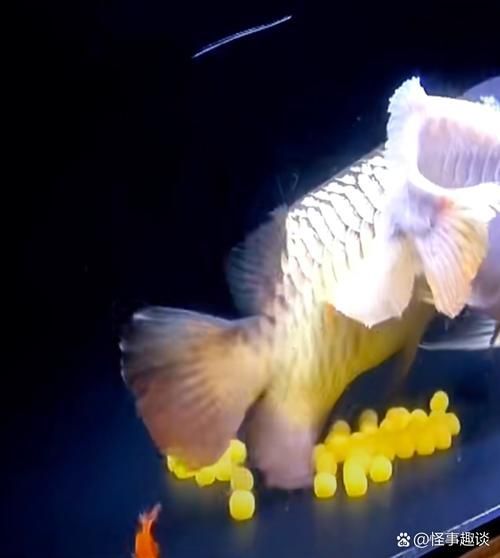 小火龍魚繁殖時需要準備什么？，小火龍魚的繁殖技術