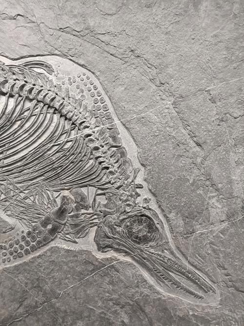 興義龍魚化石的完整形態是怎樣的，興義龍魚化石的完整形態