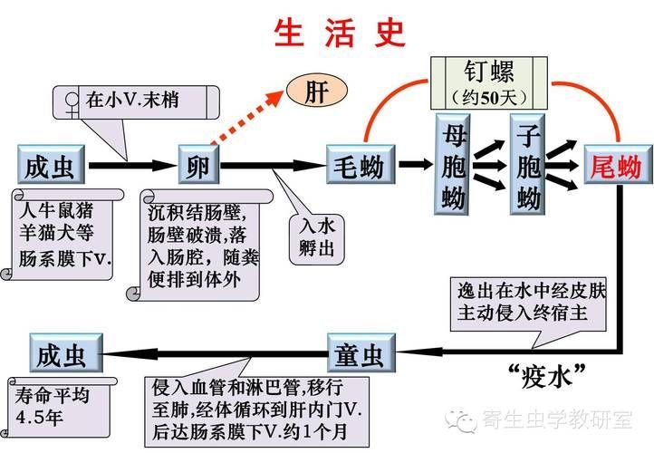 大肚子病如何預防，“大肚子病”在醫學語境中主要指晚期血吸蟲病晚期表現
