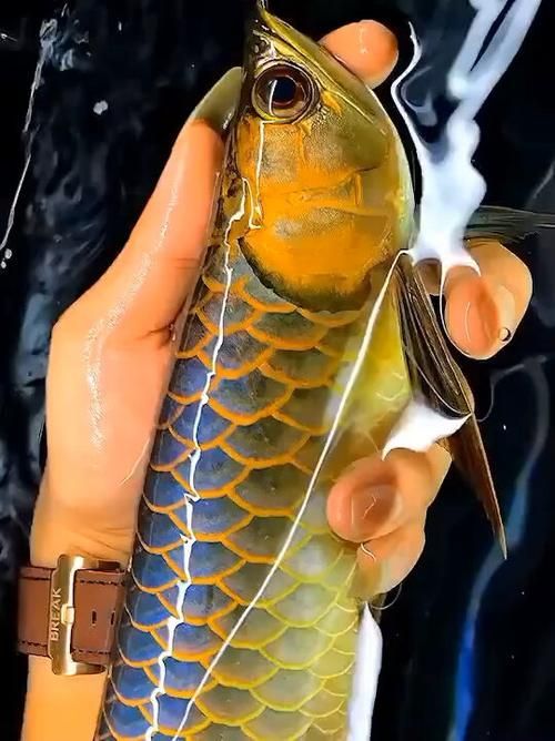 能否提供古典藍龍與金龍的圖片，古典藍龍與金龍在藝術中有哪些表現