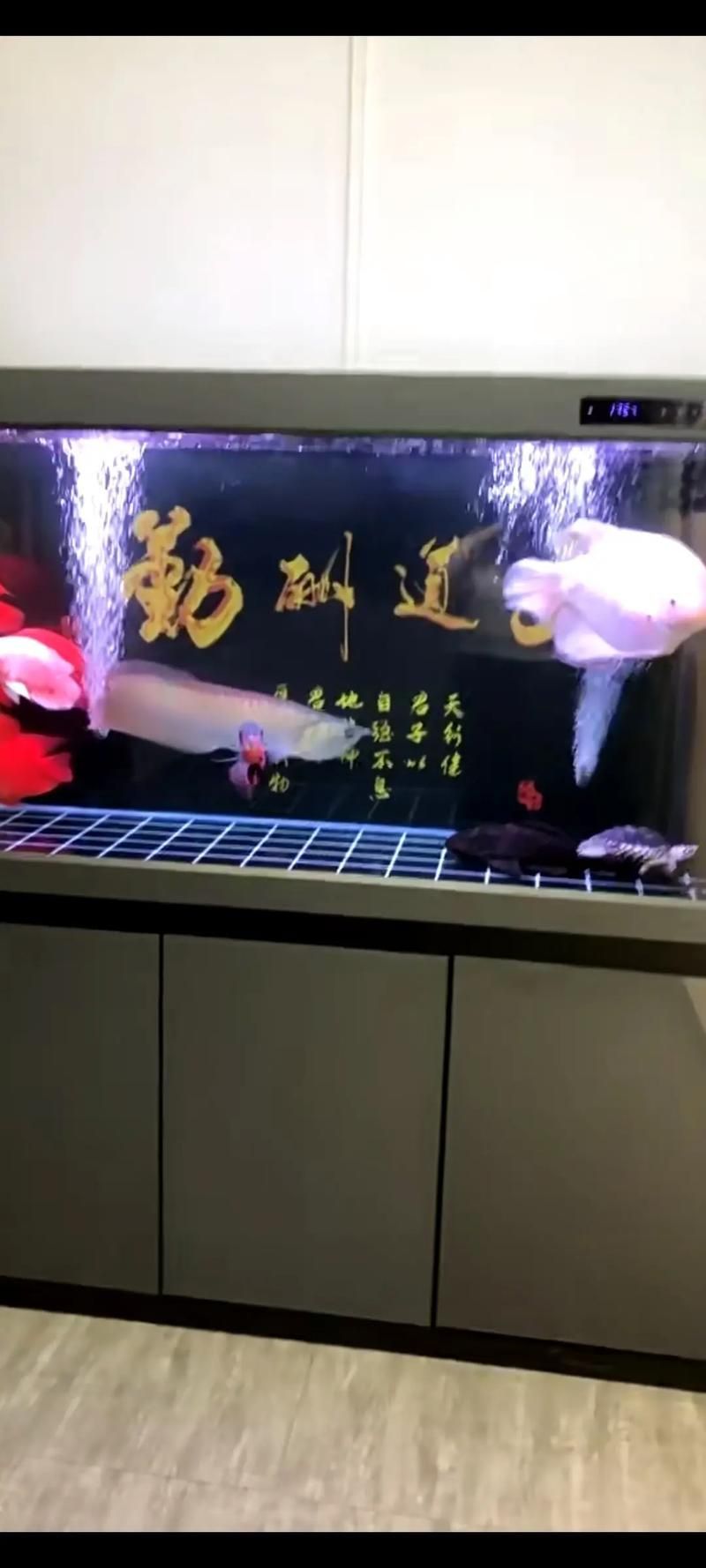 龍魚鰓部疾病如何預(yù)防，龍魚鰓部疾病如何預(yù)防調(diào)水,百度健康-去問診
