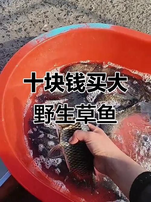 檸檬鯽魚(yú)的市場(chǎng)價(jià)格是多少，檸檬鯽魚(yú)市場(chǎng)價(jià)格是多少檸檬鯽魚(yú)的市場(chǎng)價(jià)格是多少