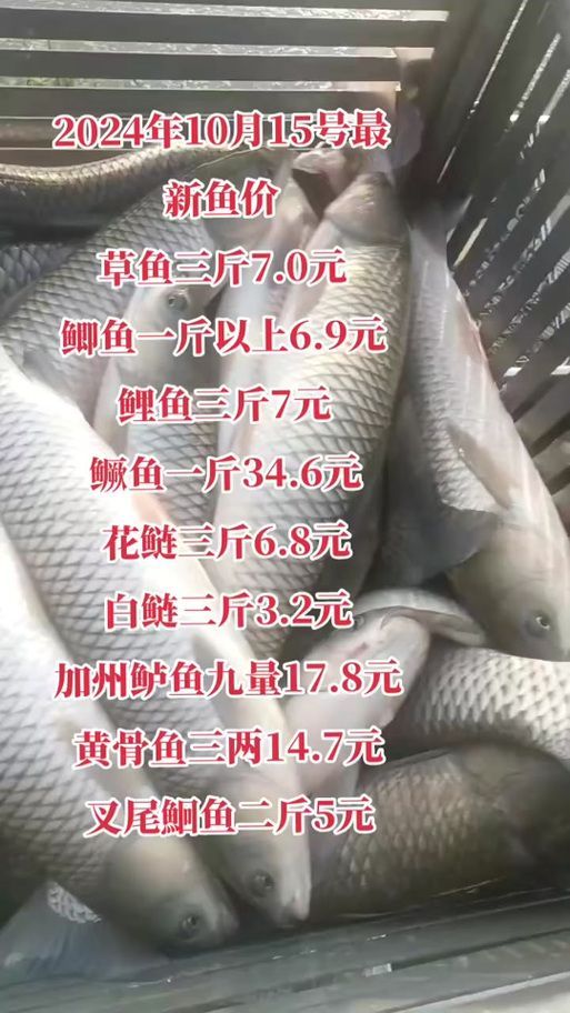 檸檬鯽魚(yú)的市場(chǎng)價(jià)格是多少，檸檬鯽魚(yú)市場(chǎng)價(jià)格是多少檸檬鯽魚(yú)的市場(chǎng)價(jià)格是多少