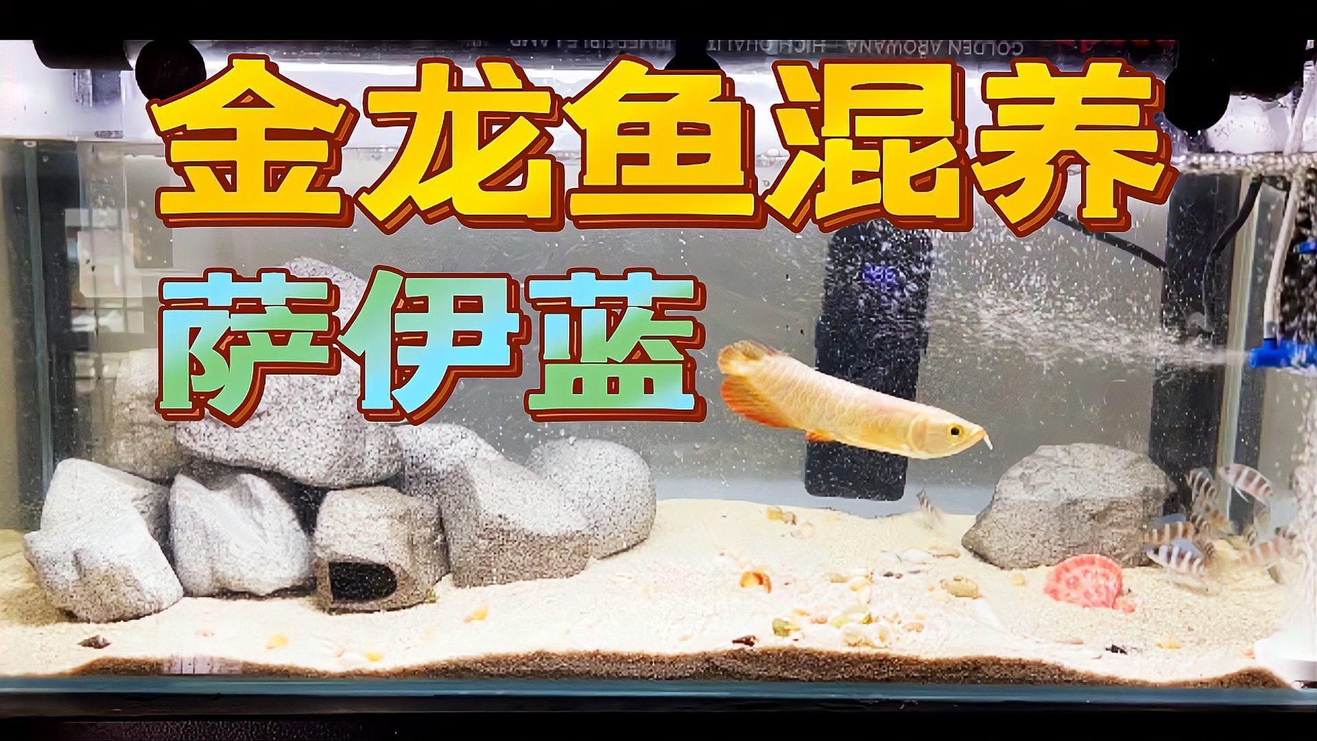 薩伊藍和龍魚混養有哪些成功案例？，薩伊藍和龍魚混養成功案例探討薩伊藍和龍魚混養攻略