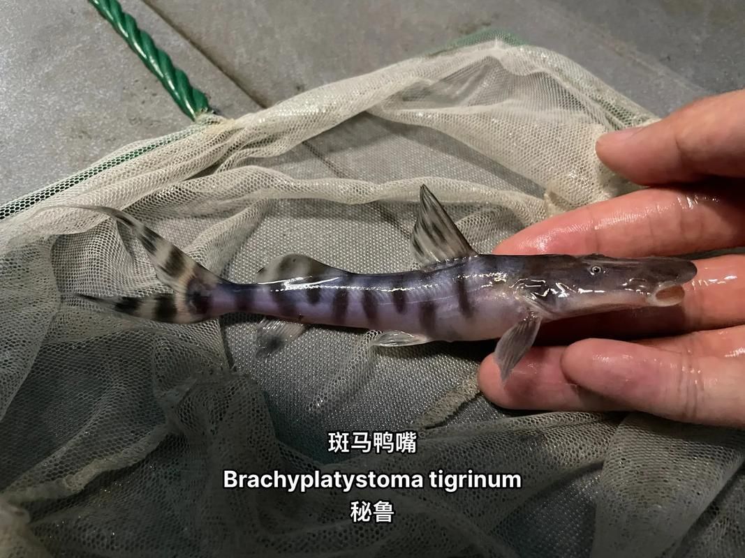 如何判斷斑馬鴨嘴魚是否健康，如何判斷斑馬鴨嘴魚是否健康思考完成arxiv論文助手
