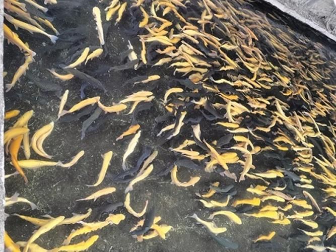 永登龍魚的養(yǎng)殖技術(shù)有哪些？，永登龍魚養(yǎng)殖技術(shù)
