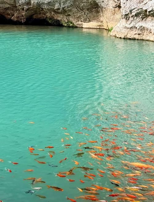 永登龍魚的養(yǎng)殖技術(shù)有哪些？，永登龍魚養(yǎng)殖技術(shù)