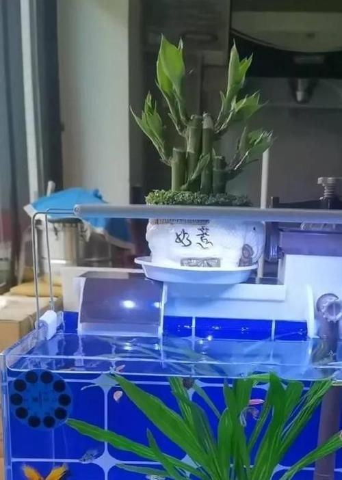 如何預防金魚再次患病，如何科學預防金魚再次患病