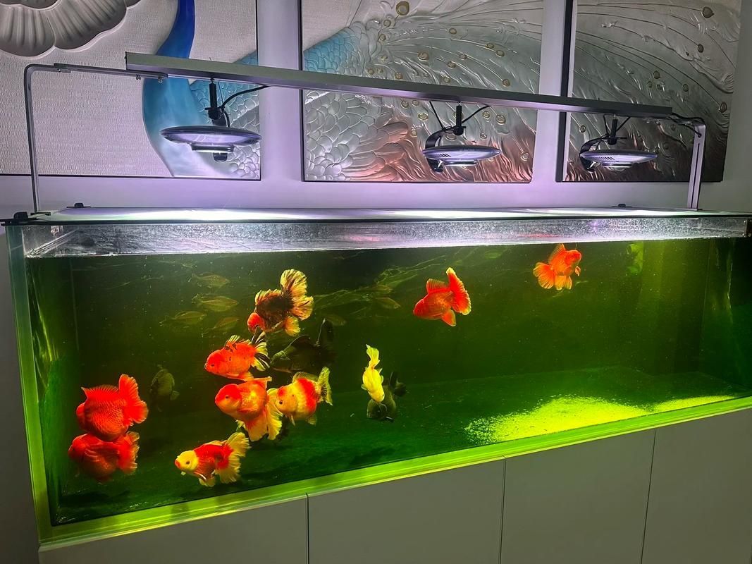 如何預防金魚再次患病，如何科學預防金魚再次患病