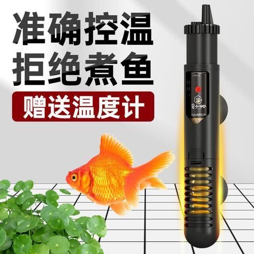 如何預防金魚再次患病，如何科學預防金魚再次患病