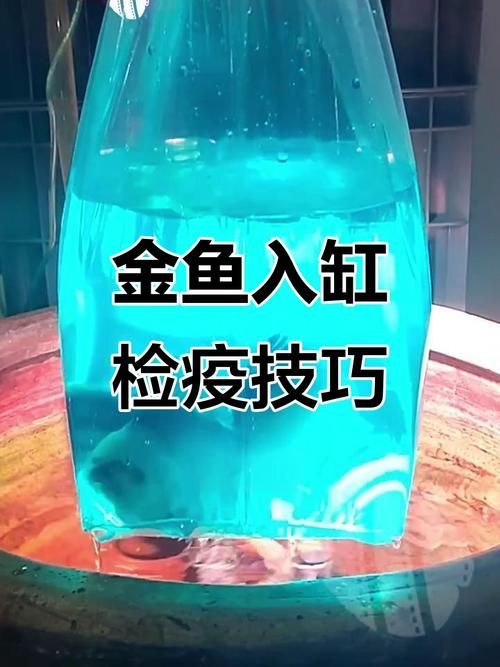 如何預防金魚再次患病，如何科學預防金魚再次患病