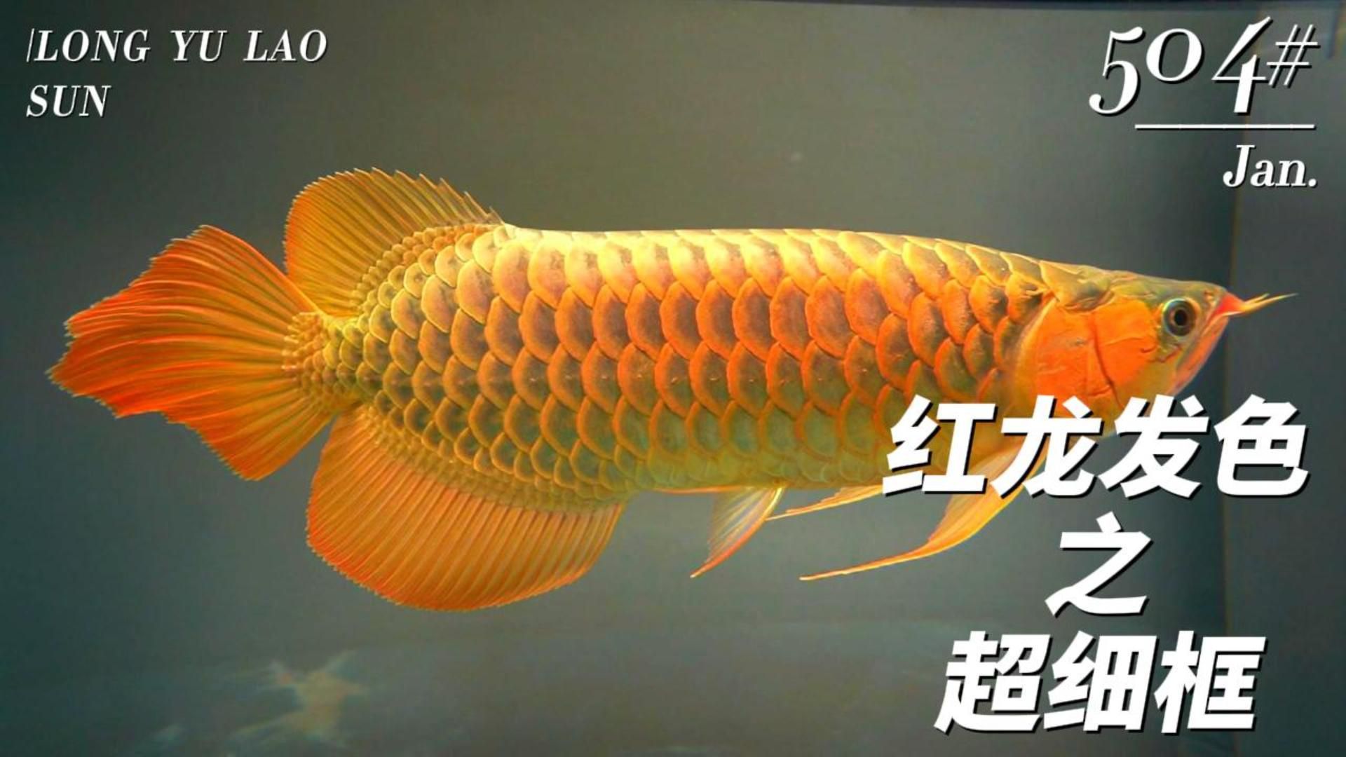 哪些龍魚品種增色效果最明顯？
