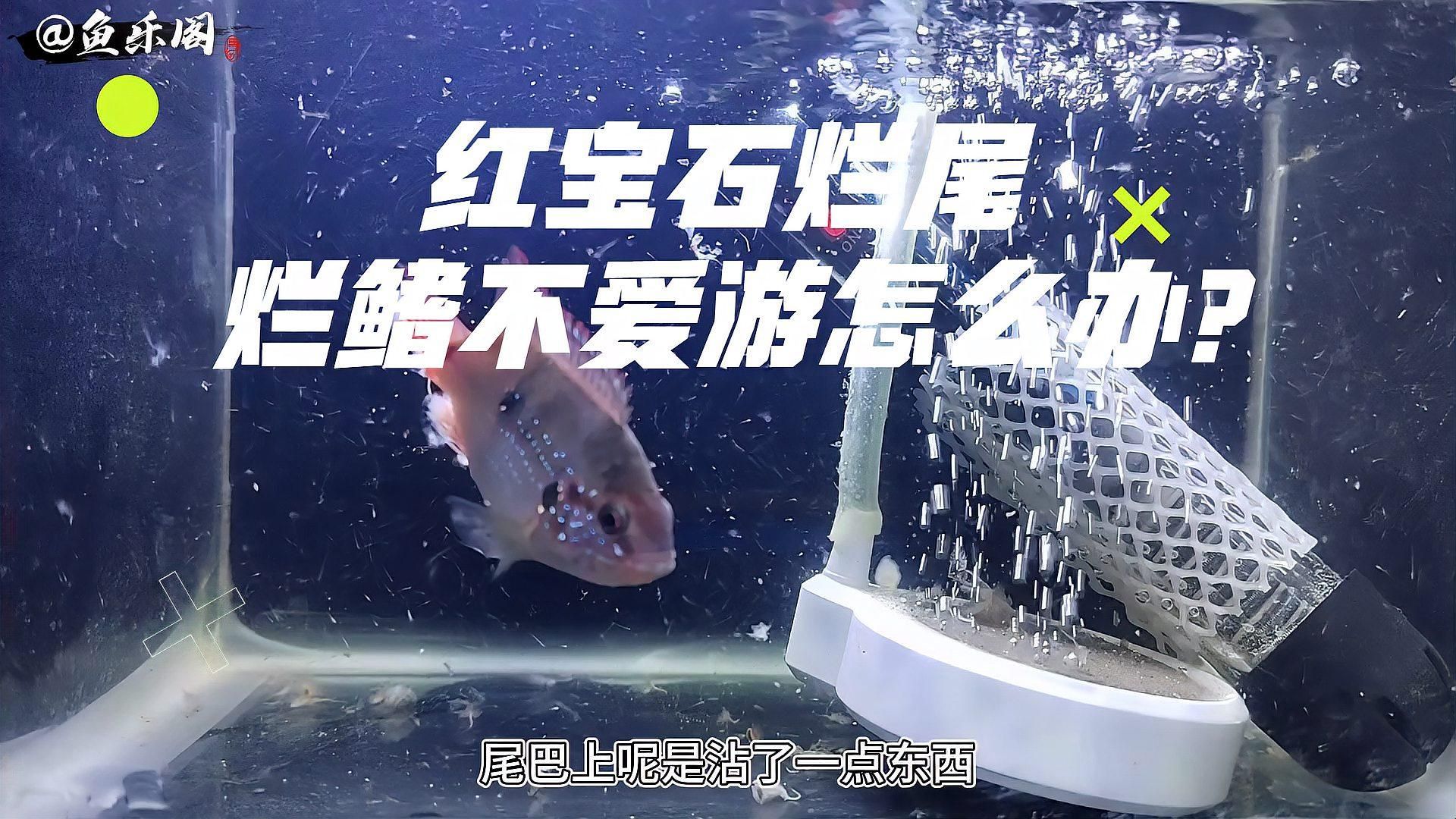 魚爛尾爛鰭多久能恢復，魚爛尾爛鰭多久能恢復觀賞魚爛尾爛鰭能否恢復、恢復需要多久
