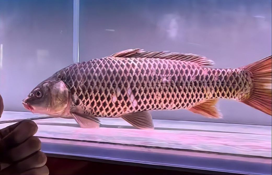 東山龍魚和龍鱗魚的價格差異大嗎？，東山龍魚與龍鱗魚的價格差異，