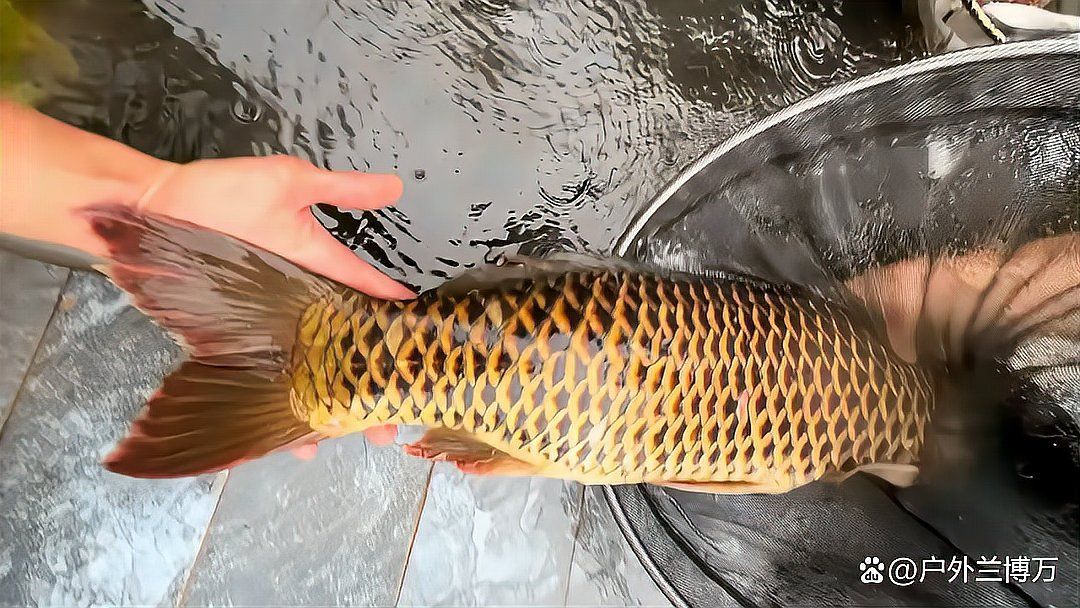 東山龍魚和龍鱗魚的價格差異大嗎？，東山龍魚與龍鱗魚的價格差異，