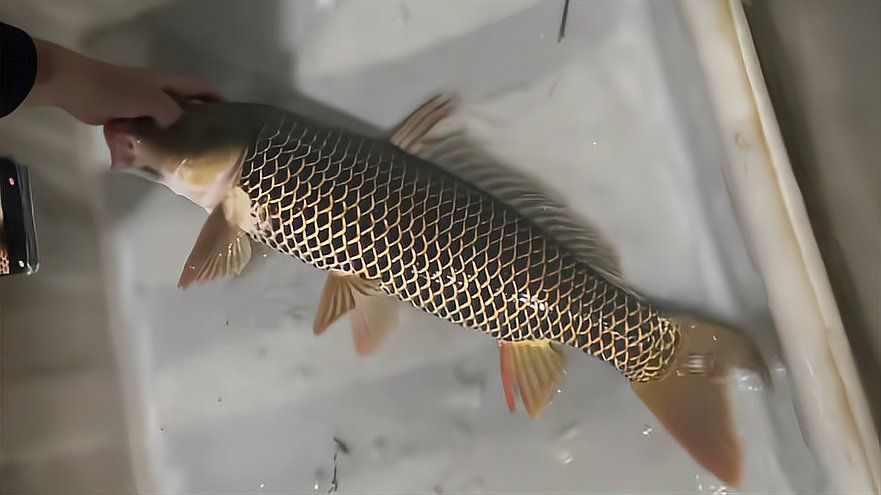 東山龍魚和龍鱗魚的價格差異大嗎？，東山龍魚與龍鱗魚的價格差異，