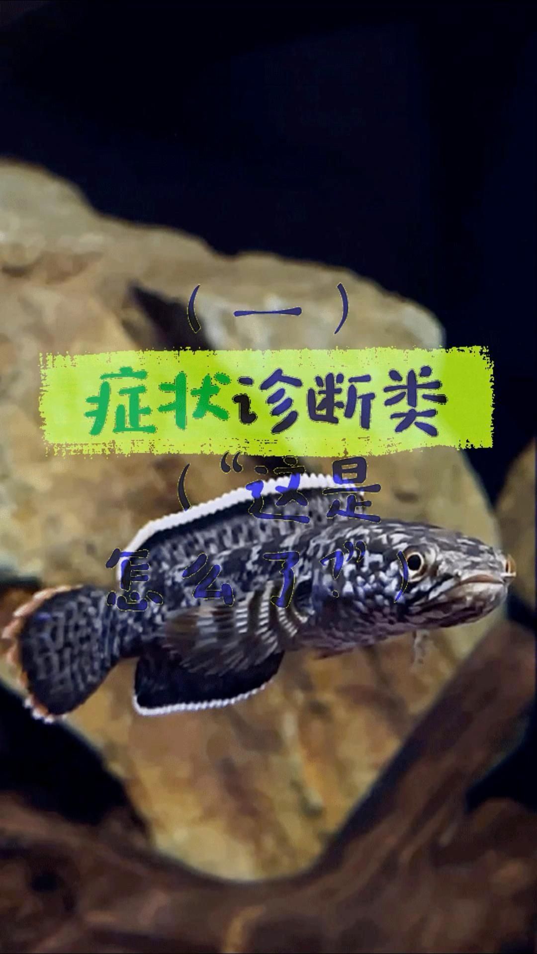 龍魚一只眼睛發白如何判斷病情階段？，龍魚一只眼睛發白如何判斷病情階段龍魚蒙眼分階段