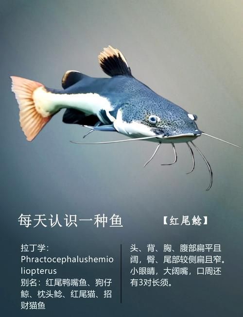 如何預防招財貓魚疾病，如何預防招財貓魚疾病、水質測試劑、水質測試劑使用詳解