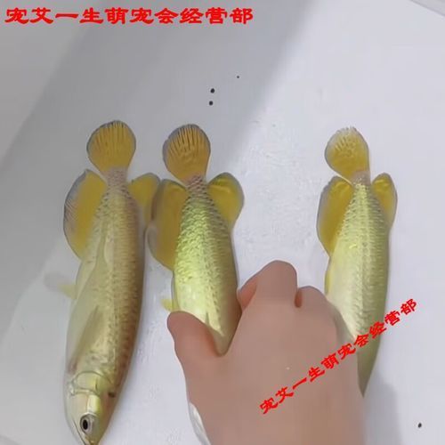 20cm過背金龍魚的價(jià)格是多少，20cm過背金龍魚的價(jià)格是多少金龍魚發(fā)色過程中注意事項(xiàng)
