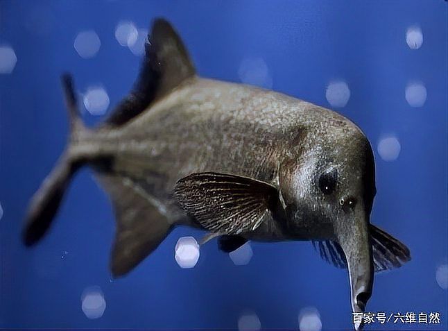 非洲象鼻魚和龍魚哪個更有收藏價值？