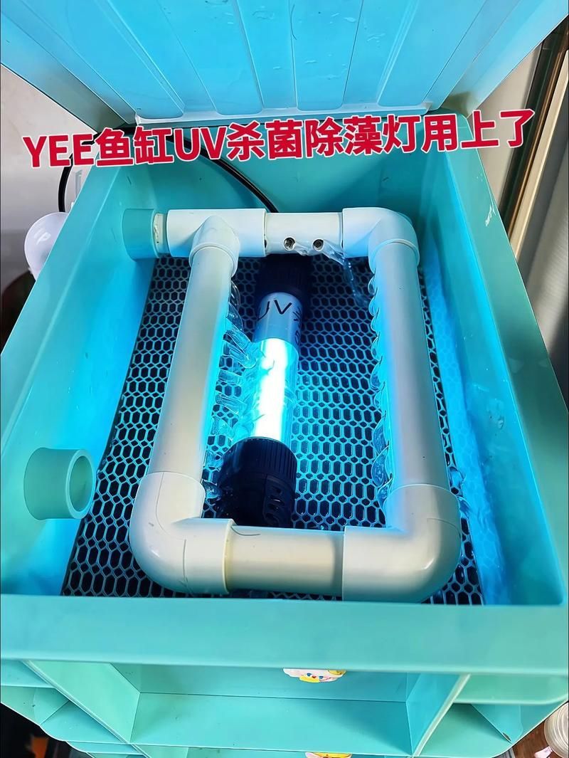 如何預防魚缸水再次變綠？，如何預防魚缸水再次變綠