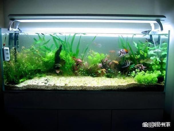 如何預防魚缸水再次變綠？，如何預防魚缸水再次變綠