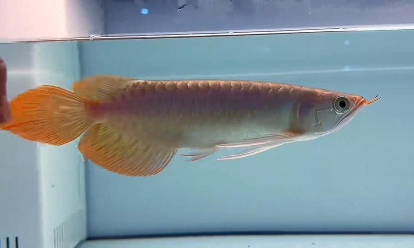 特里斯紅外線漁場有哪些知名品種？，“特里斯紅、金龍魚”是什么？