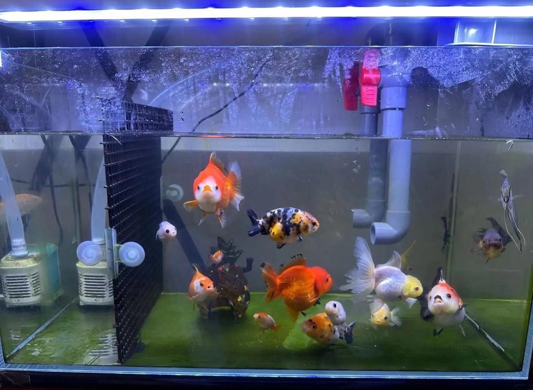 魚缸燈的色溫如何影響魚群，魚缸燈的色溫對魚群的影響