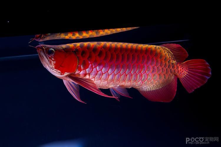 有沒有高清的龍魚攝影圖片，如何拍攝出高清龍魚圖片